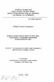 Автореферат по химии на тему «Молекула адгезии нервных клеток из мозга быка: клонирование и определение нуклеотидной последовательности кДНК»